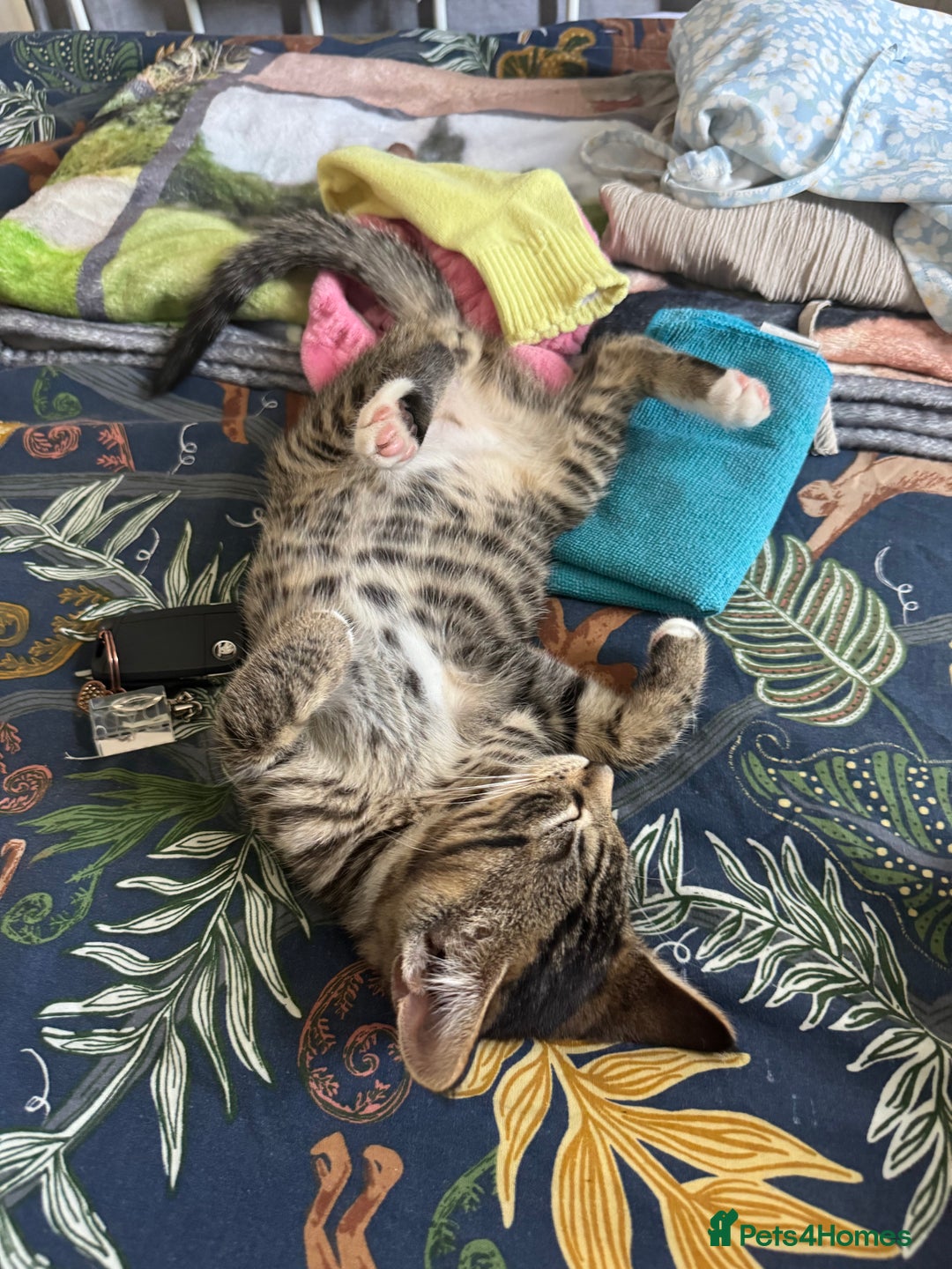 Domestic Shorthair cats for sale: 6 and half month old kitten for sale  - Image 7