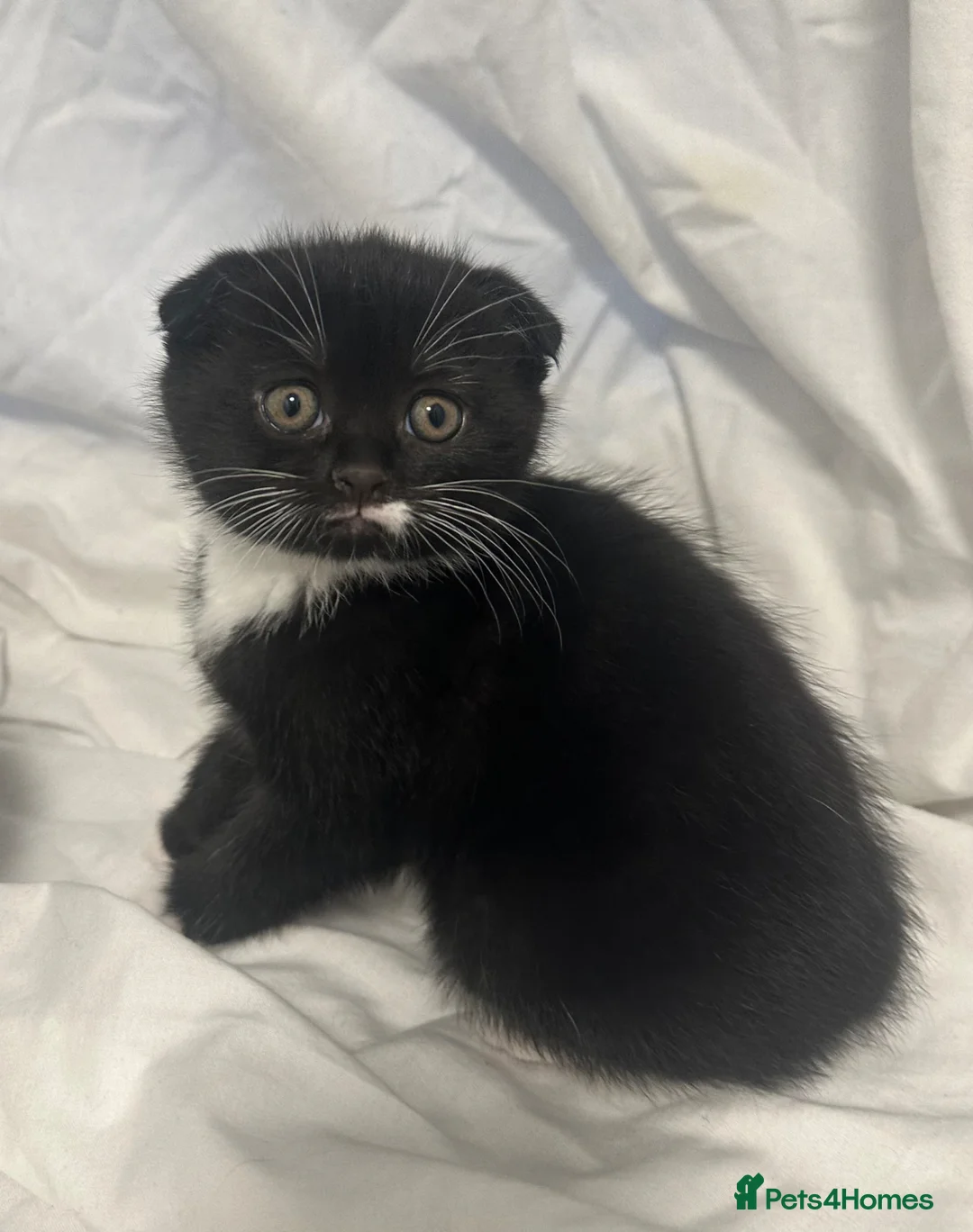 Mixed Breed cats for sale: 3 Beautiful kittens  - Advert 8