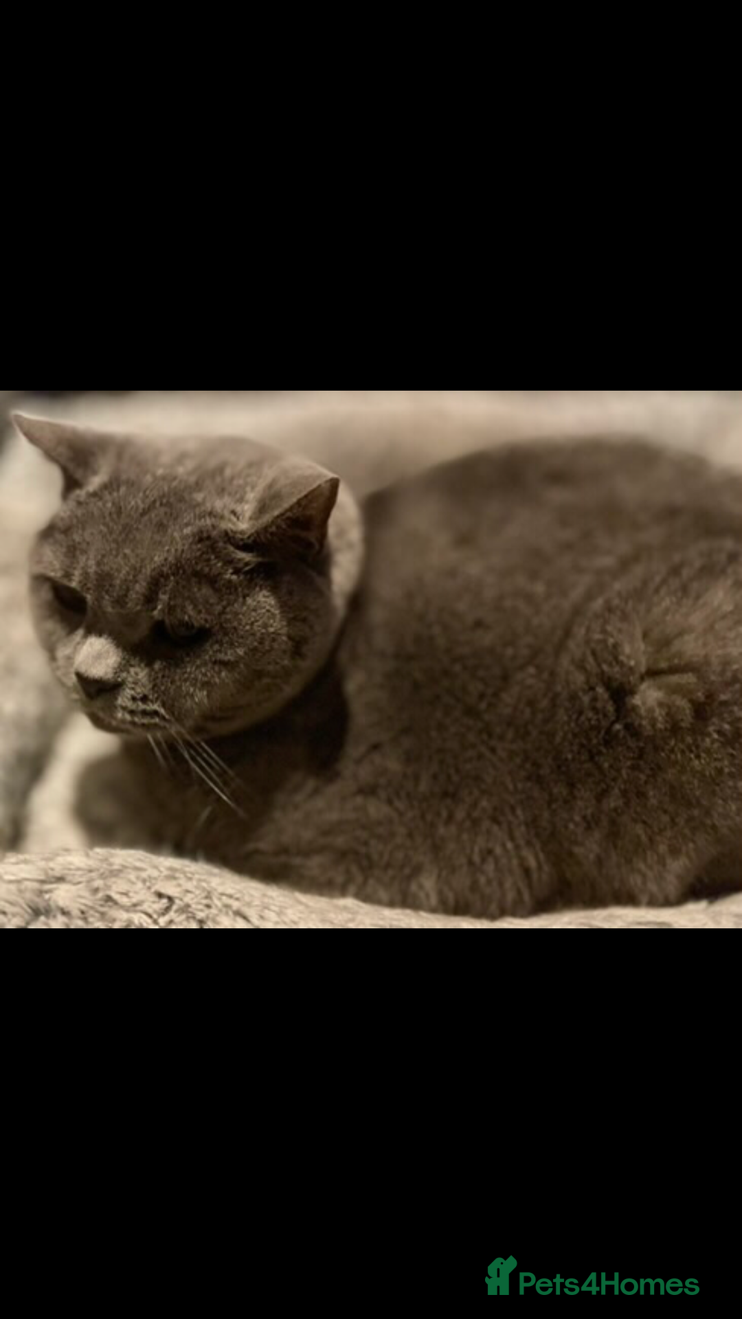 British Shorthair cats for sale: British Shorthair Cat for adoption  - Image 2