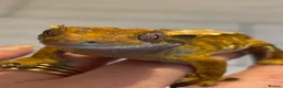 Gecko reptiles for sale: Extreme harlequin pinner - Advert 6