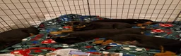 Rottweiler dogs for sale: Excellent Heritage and Exceptional Potential Pups in Cardiff - Advert 5
