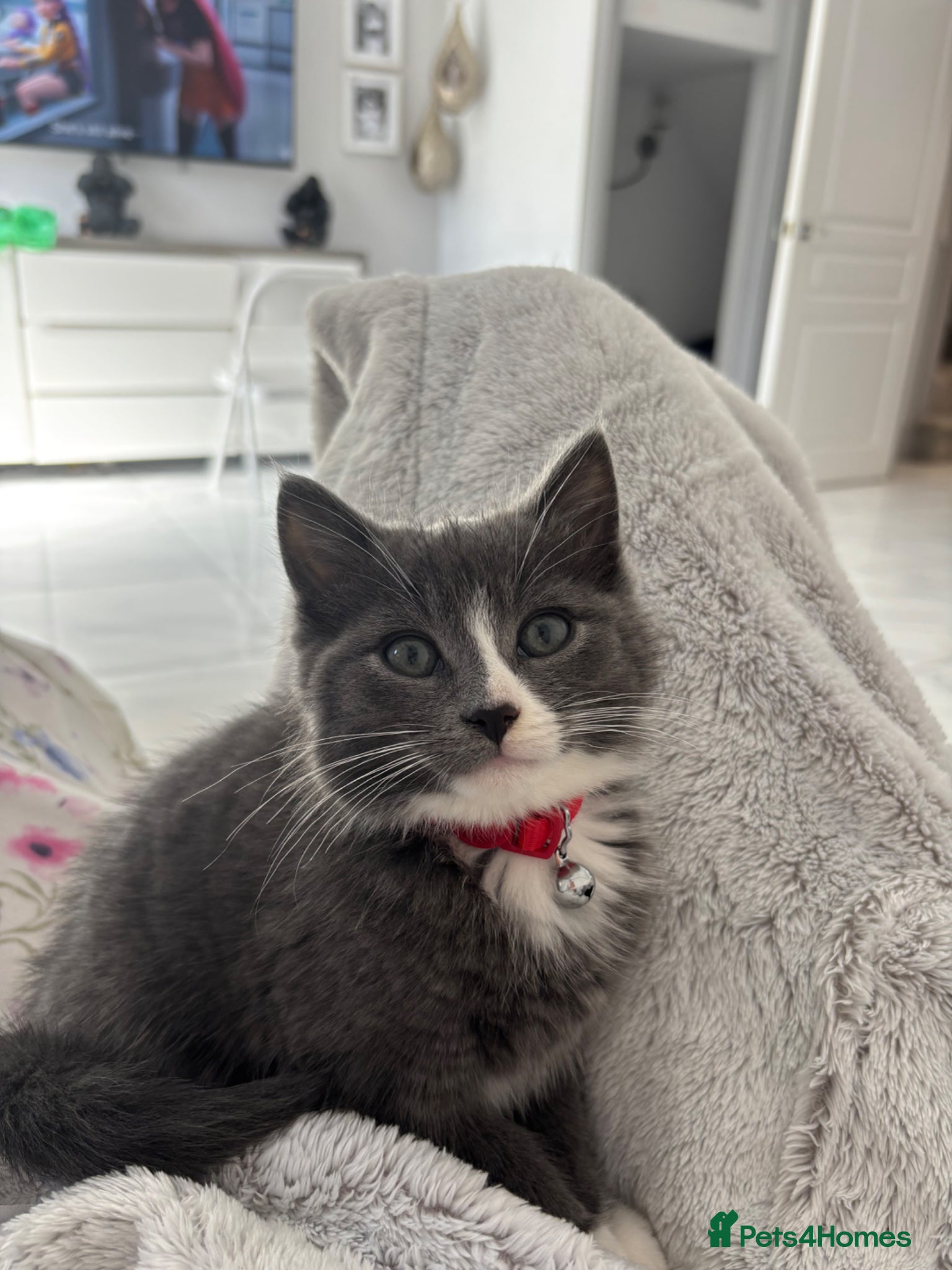 Maine Coon cats for sale: Mainecoon cross male kitten - Advert 4