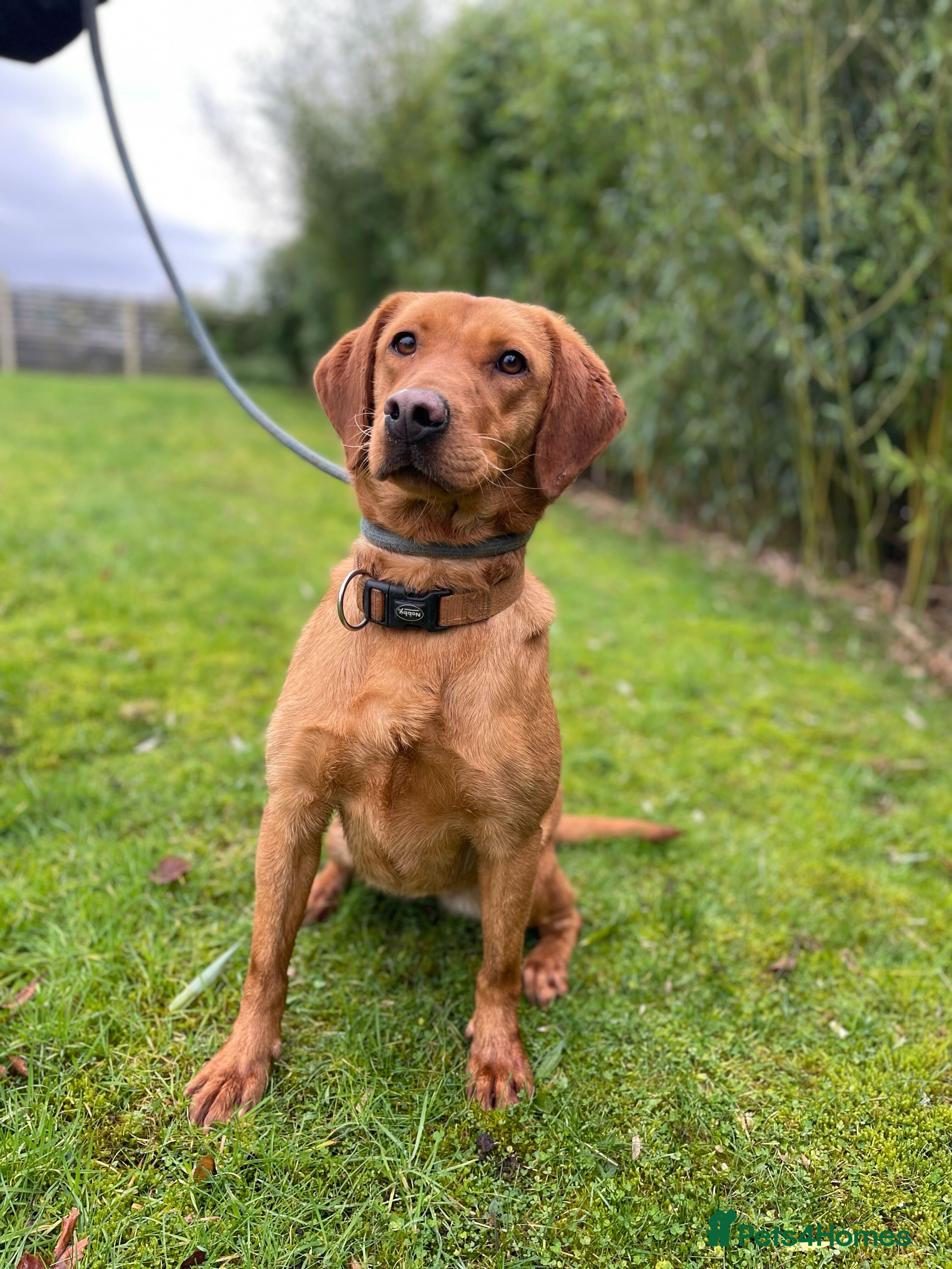 Labrador Retriever dogs 17 month old female fox red - Advert 7