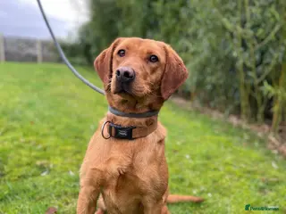 Labrador Retriever dogs 17 month old female fox red - Advert 7