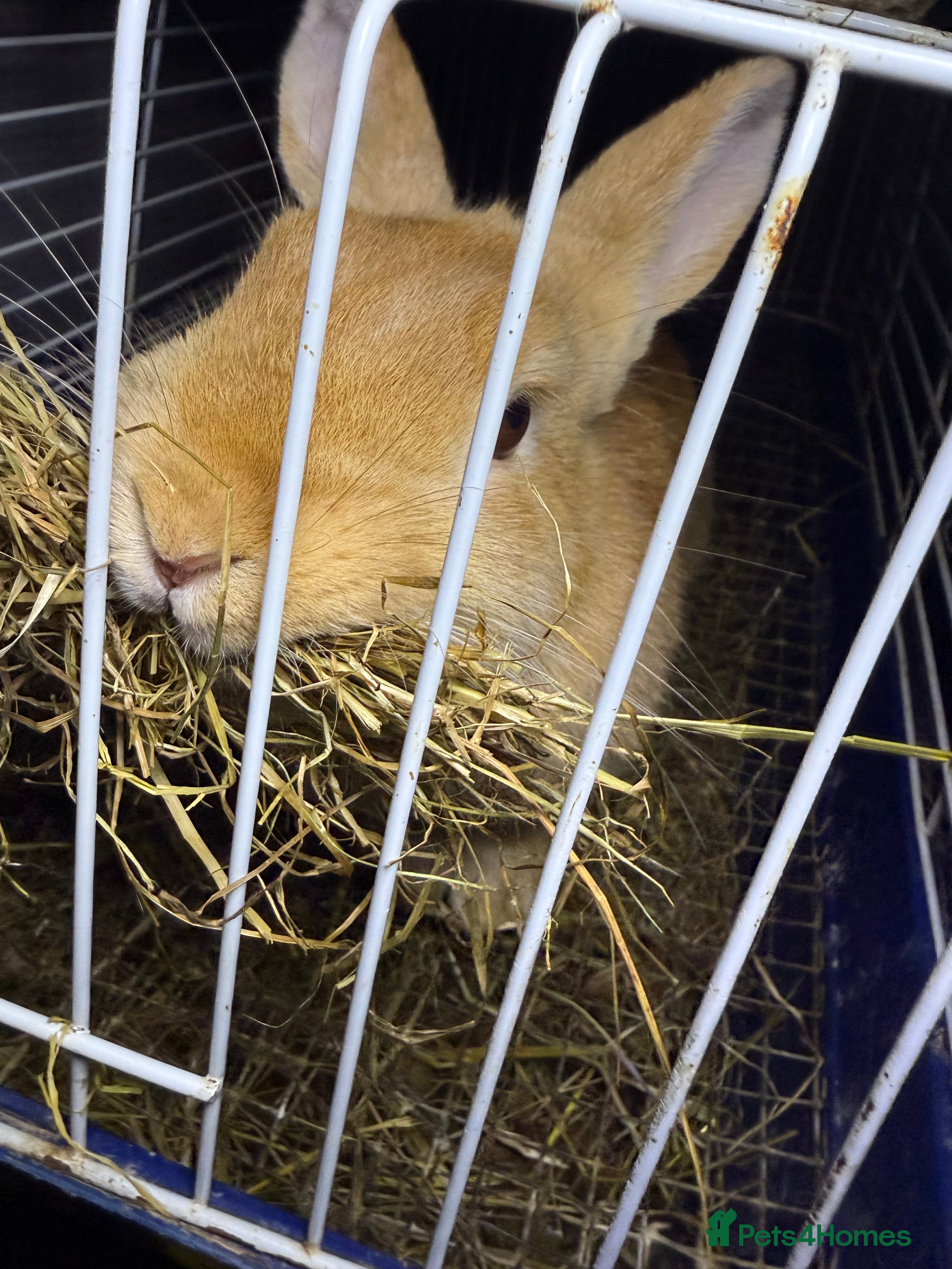 Mixed Breed rabbits Rabbit  - Advert 14