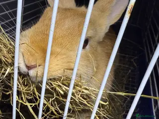 Mixed Breed rabbits Rabbit - Advert 14