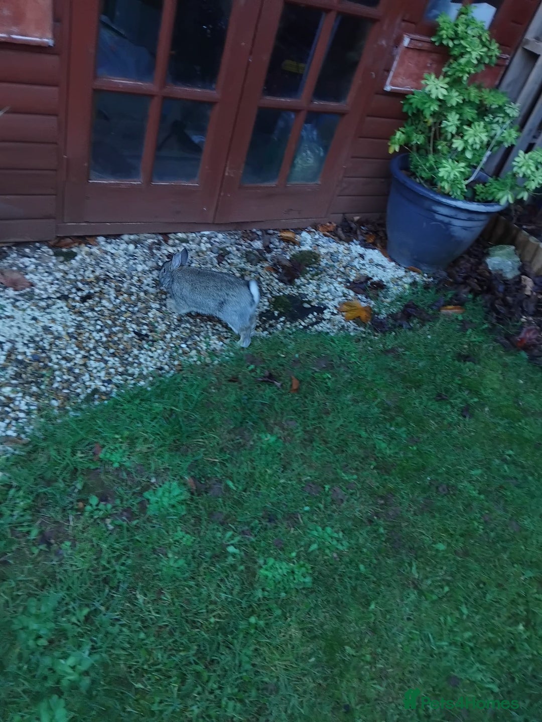 Netherland Dwarf rabbits for sale: Rehoming an adorable Netherland dwarf 🤍 - Image 6