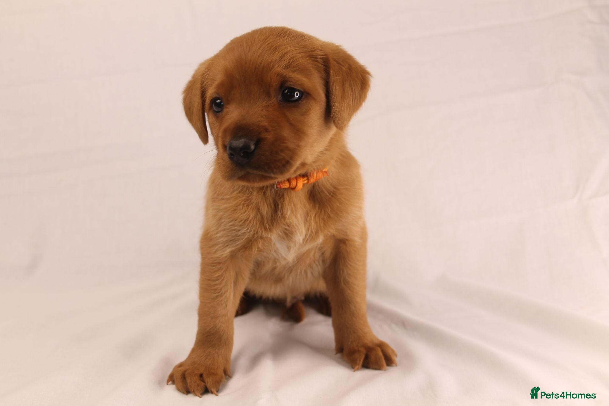 Labrador Retriever dogs 🧡 Fox Red KC working Labrador’s  - Advert 9