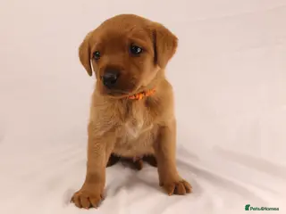 Labrador Retriever dogs 🧡 Fox Red KC working Labrador’s - Advert 9