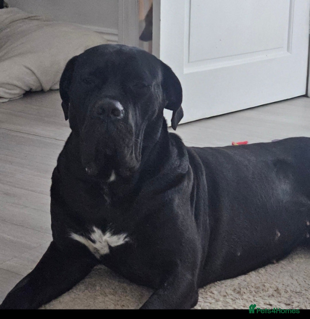 Cane Corso dogs for sale: Cane corsos  in Whitehaven - Image 14