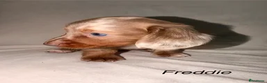 Miniature Dachshund 2