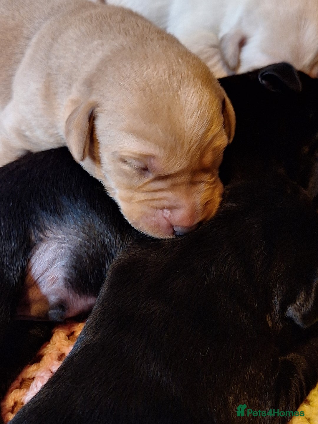 Labrador Retriever dogs for sale: Labrador Pups from Health Tested Parents. - Image 3