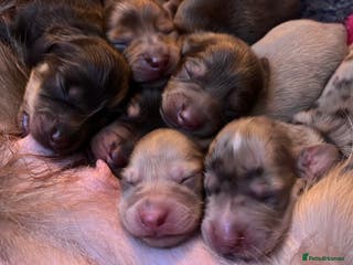 Miniature Dachshund dogs Long haired mini daschunds - Advert 1