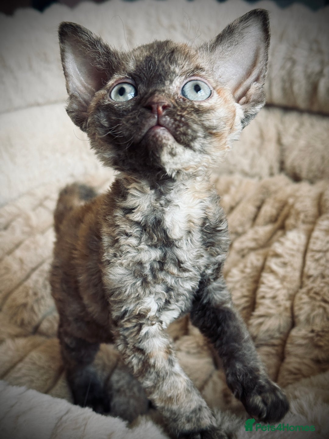 Devon Rex cats for sale: GCCF registered Pedigree Devon Rex Kittens Champ.  - Image 9