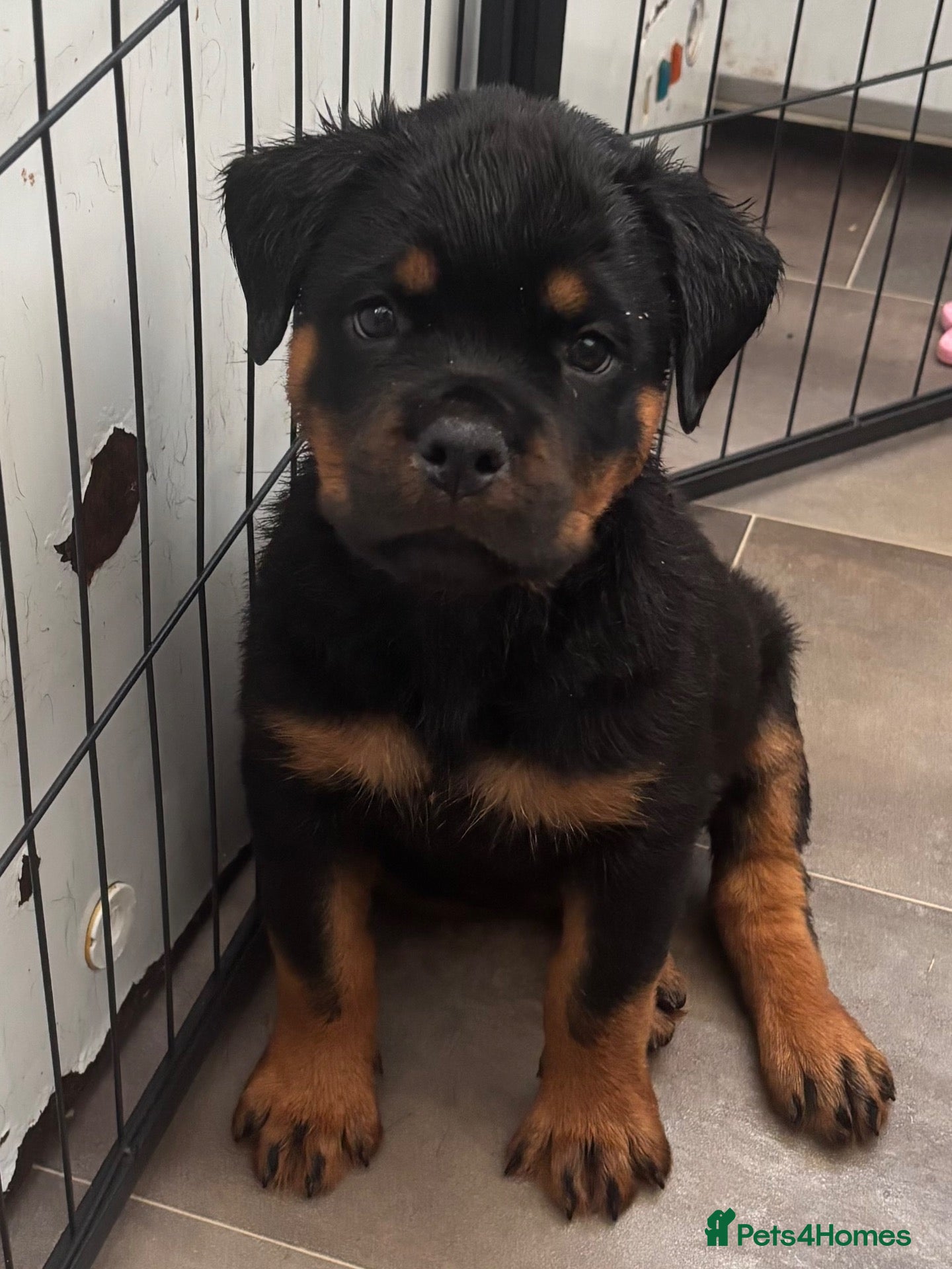 Rottweiler dogs ⭐️ Outstanding Rottweiler Puppies ⭐️ - Advert 8