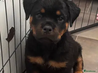 Rottweiler dogs ⭐️ Outstanding Rottweiler Puppies ⭐️ - Advert 8