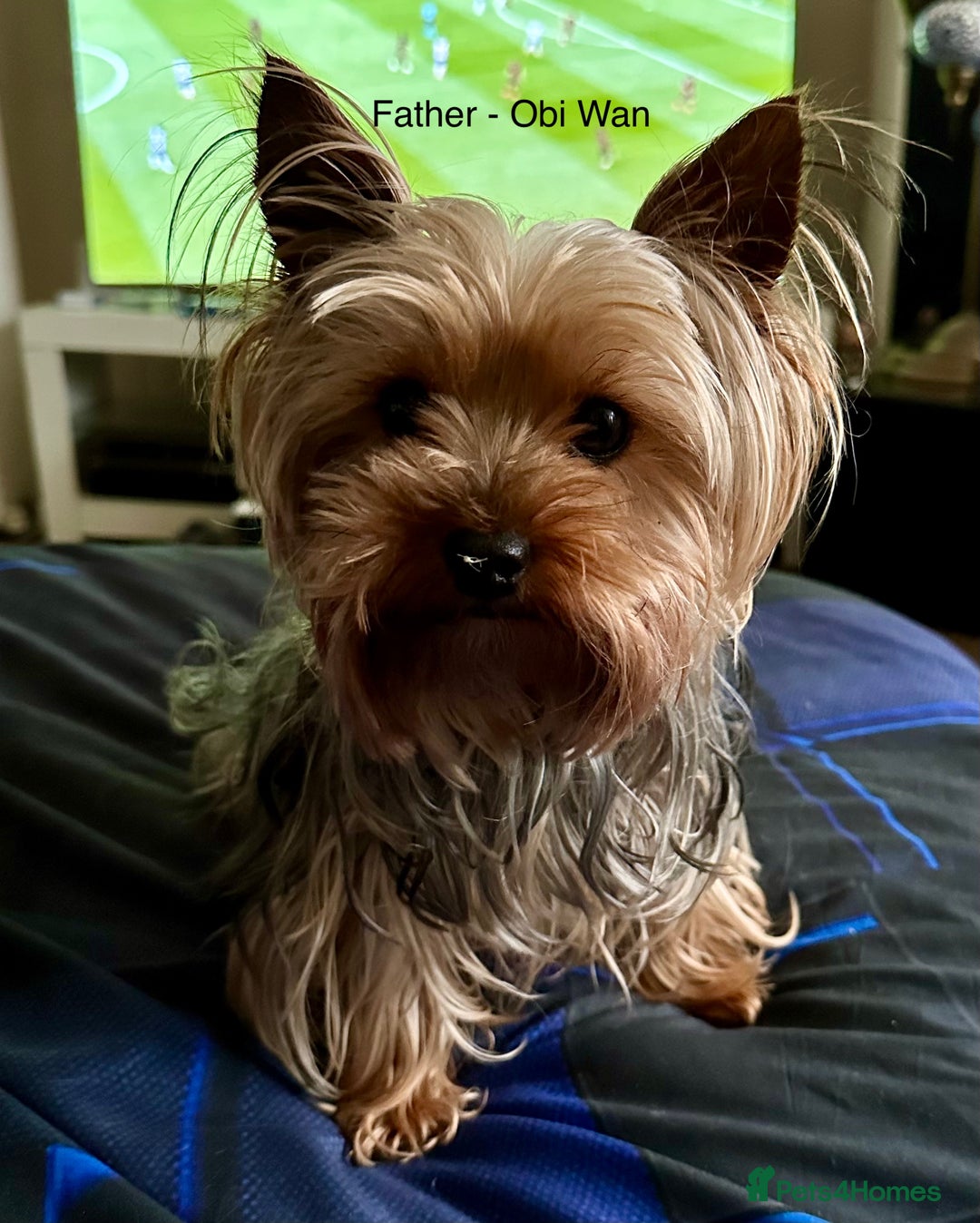 Yorkshire Terrier dogs for sale: KC registered Yorkshire Terrier puppy in Worthing - Image 9
