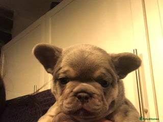 French Bulldog dogs Two boys - Advert 3