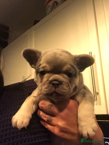 French Bulldog dogs Two boys - Advert 1