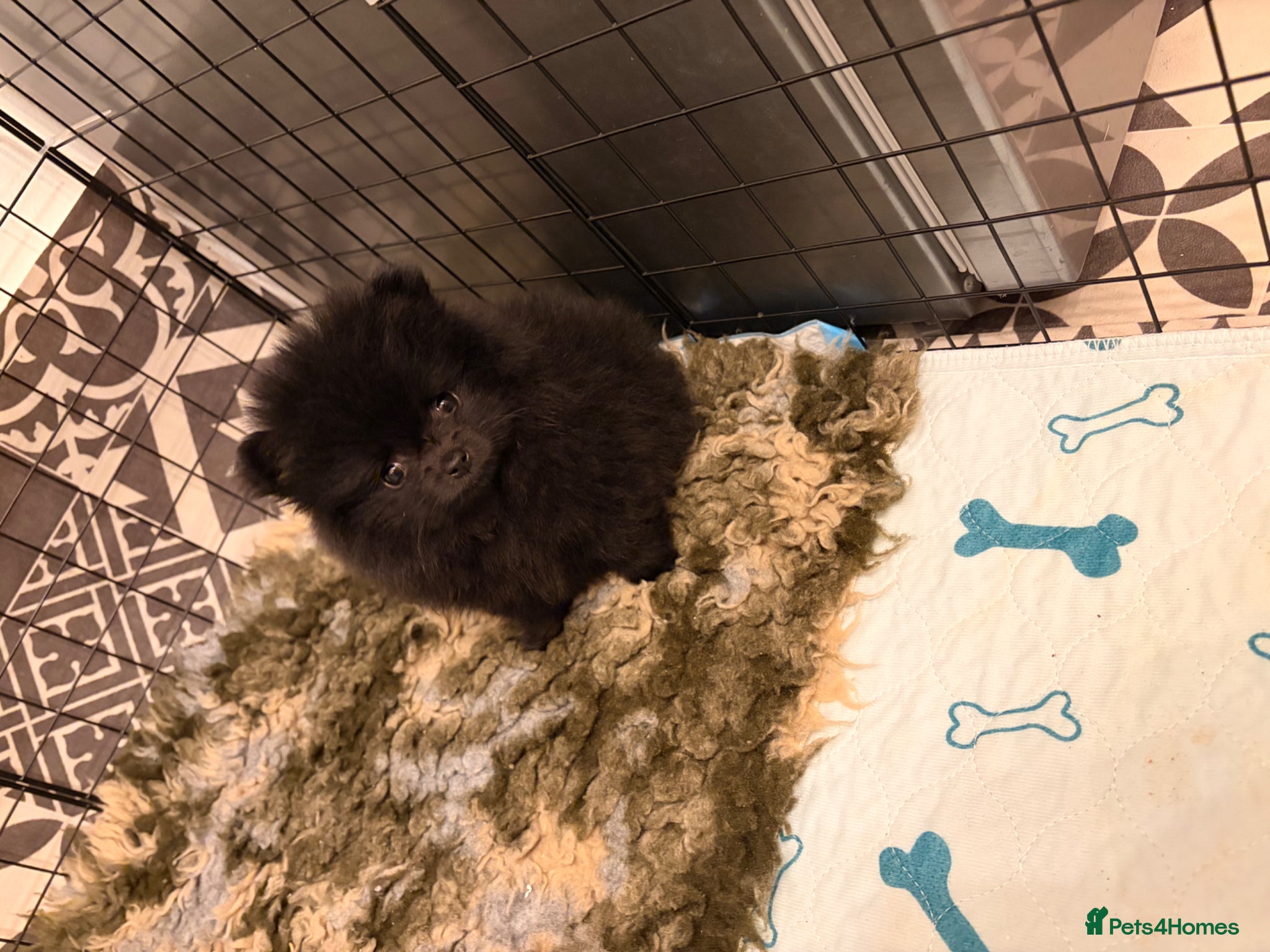 Pomeranian dogs (REDUCED READY TO LEAVE)  Beautiful mini Pom bears - Advert 14