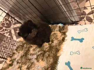 Pomeranian dogs (REDUCED READY TO LEAVE) Beautiful mini Pom bears - Advert 14