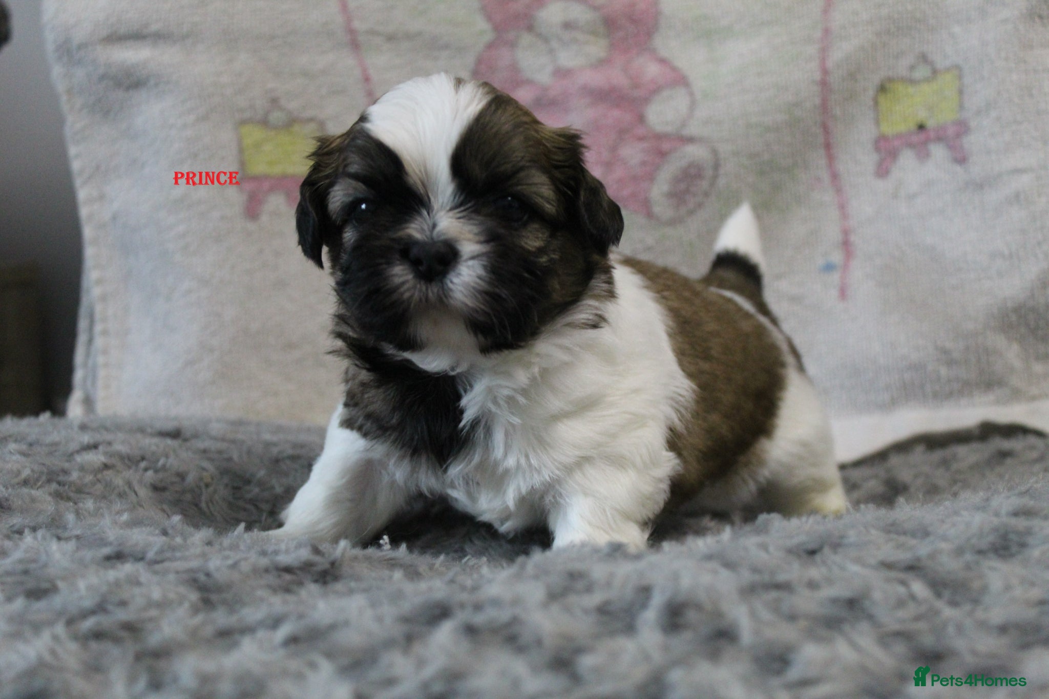 Shih Tzu dogs KC reg CUTE SHIH TZU BOY PUPPIES - Advert 1