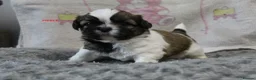 Shih Tzu dogs for sale: KC reg CUTE SHIH TZU BOY PUPPIES - Advert 1