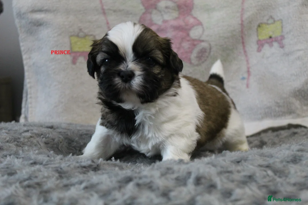 Shih Tzu dogs for sale: KC reg CUTE SHIH TZU BOY PUPPIES - Advert 1