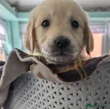 Golden Retriever 4 yellow