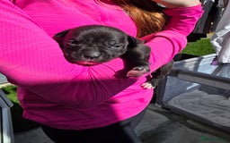 Staffordshire Bull Terrier dogs for sale: STAFFORDSHIRE BULL TERRIOR PUPPIES - Image 13