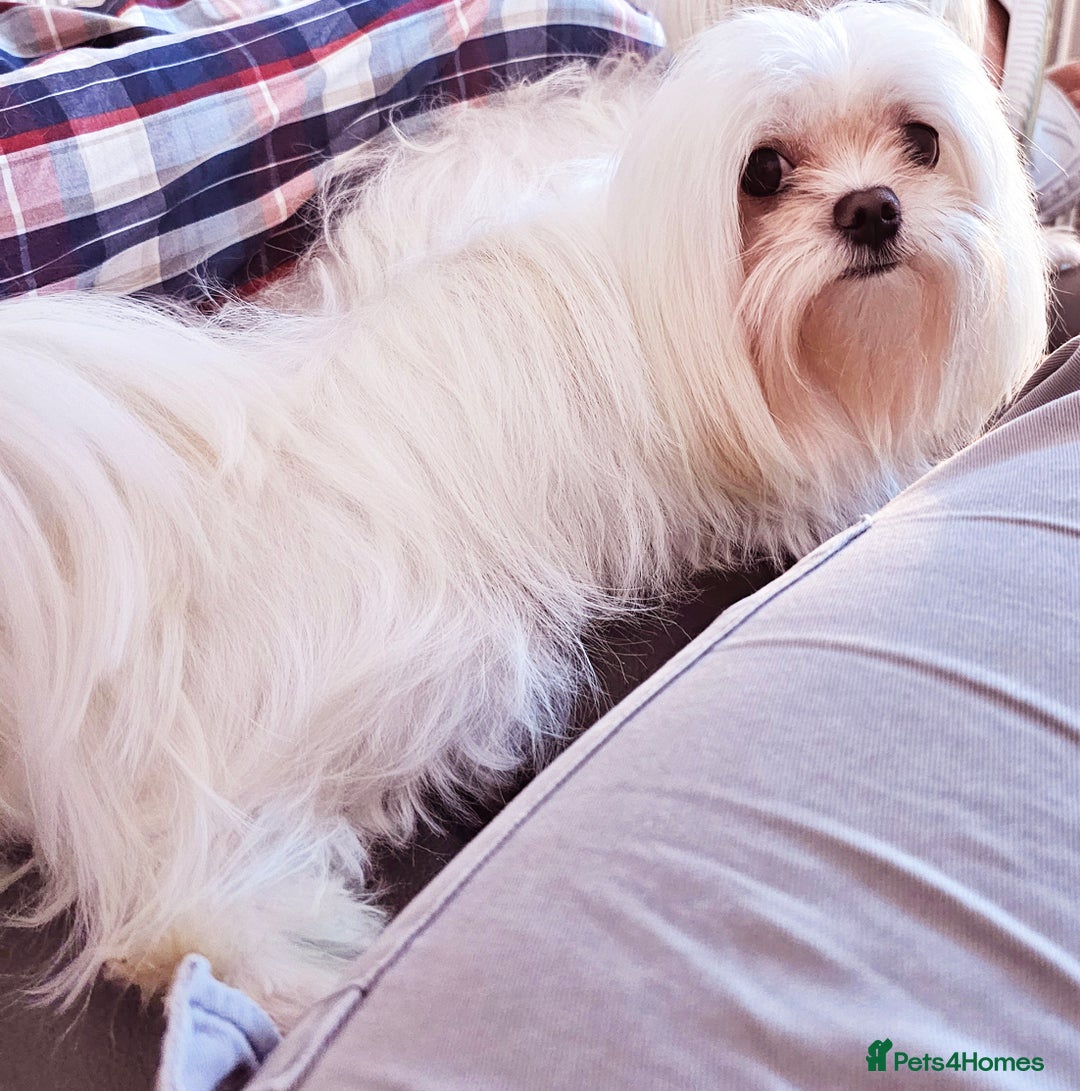 Maltese dogs for stud:  KC Maltese stud Korean line  in Derby - Advert 10