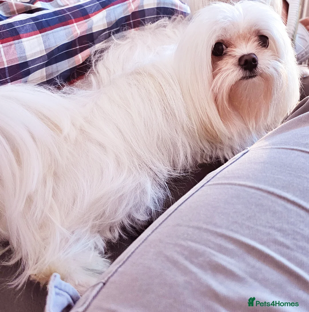 Maltese dogs for stud:  KC Maltese stud Korean line  in Derby - Advert 10