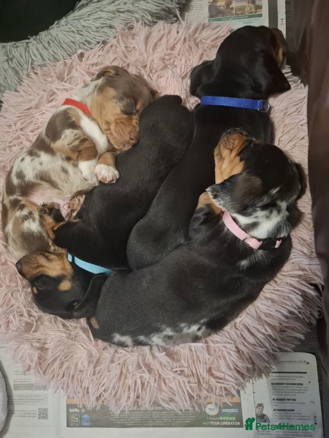 Miniature Dachshund dogs for sale: stunning miniature dachshunds puppies for sale - Advert 1