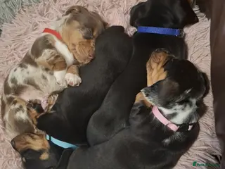 Miniature Dachshund dogs stunning miniature dachshunds puppies for sale - Advert 1