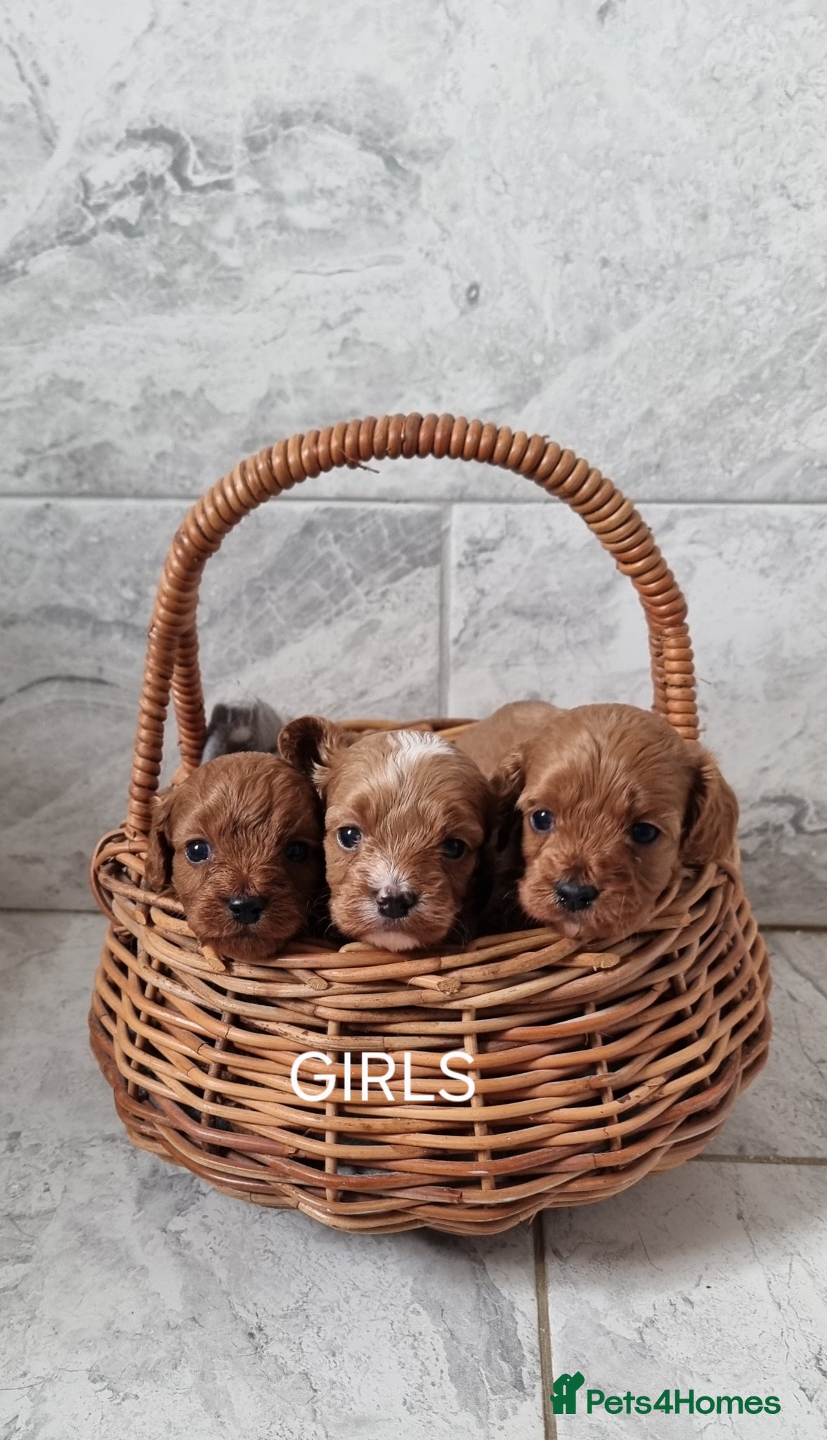 Cavapoo dogs F1 toy cavapoos - Advert 18