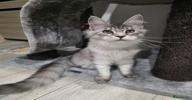 Maine Coon cats - Advert 16