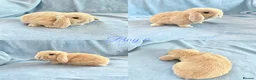 Mini Lop rabbits for sale: Baby Mini Lops Ready 01/07 - Advert 6