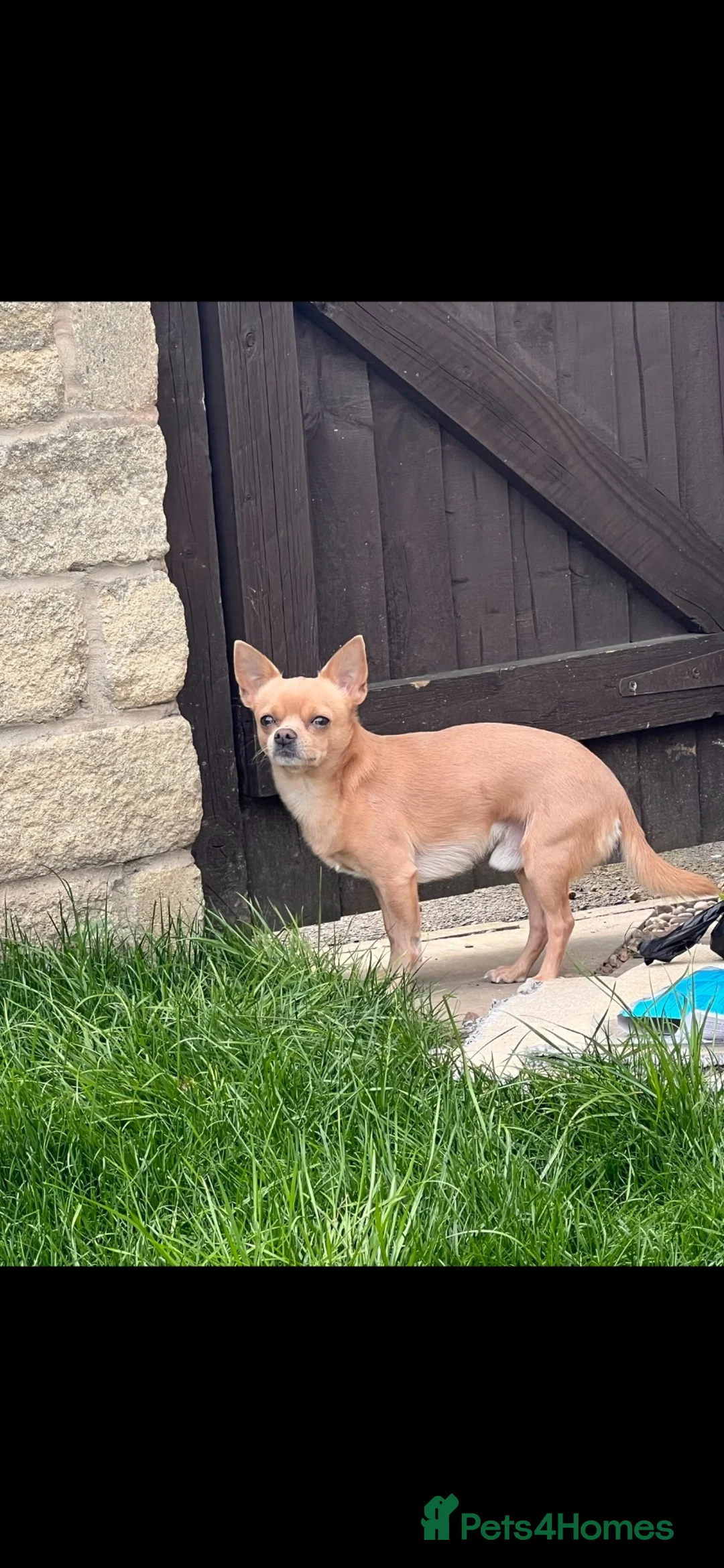 Chihuahua dogs for stud: Beautiful chihuahua for stud  - Advert 2