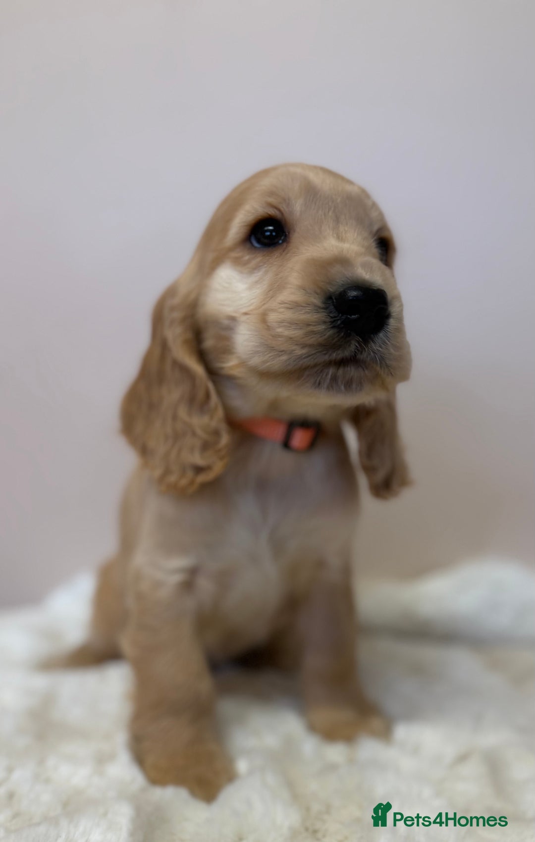Cocker Spaniel dogs for sale: Golden Cocker Spaniel Puppies - Advert 11
