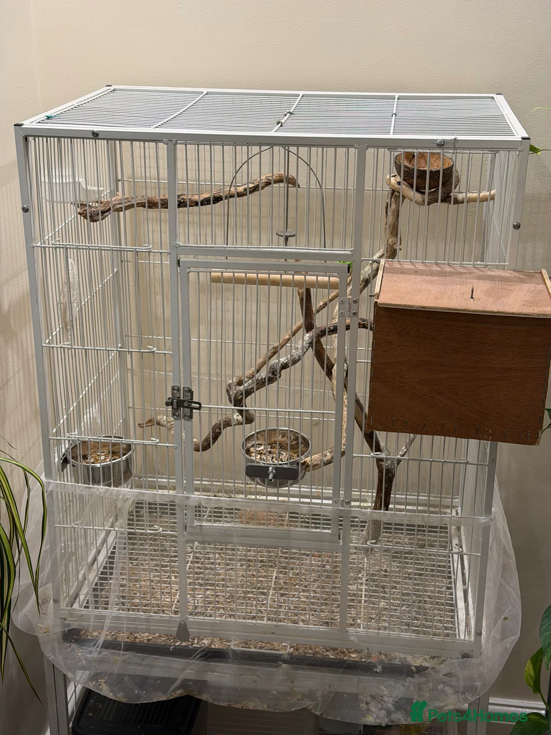 Lovebirds birds for sale: Semi tame pair of Lovebirds with cage, accessories in Hull - Advert 7