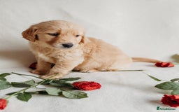 Golden Retriever dogs for sale: Rare & wonderful petite golden retrievers - Image 12