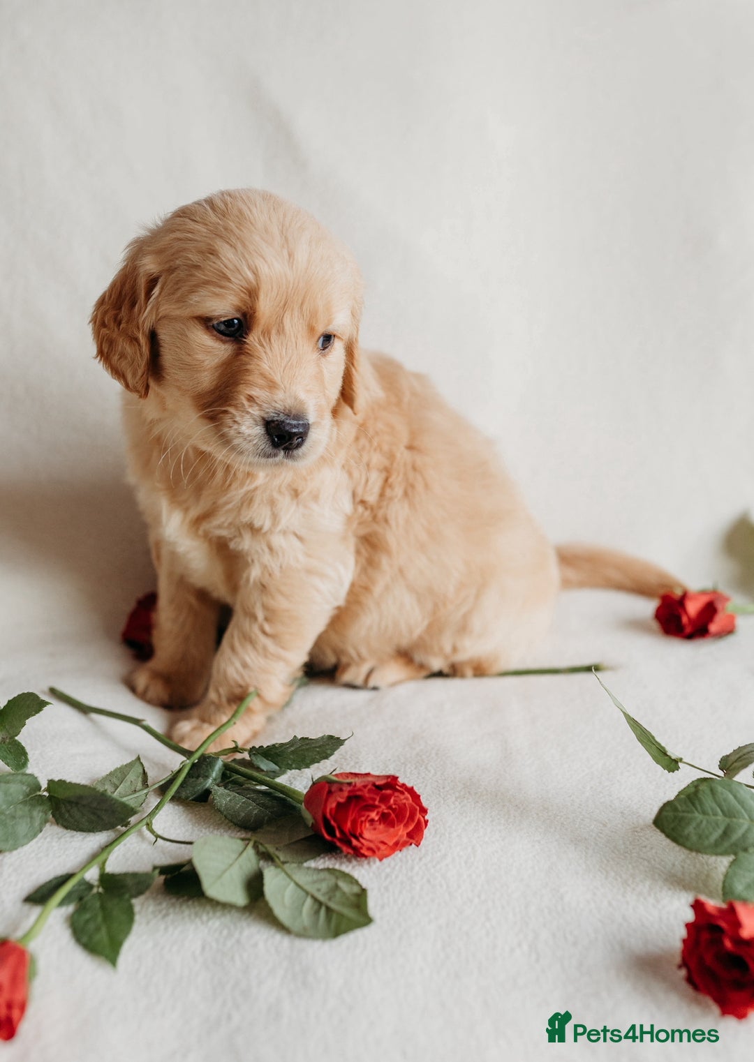 Golden Retriever dogs for sale: Rare & wonderful petite golden retrievers - Image 12