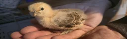 Chickens poultry for sale: Silkie x pekin bantam  - Advert 11