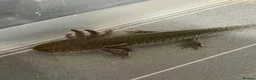 Axolotl reptiles for sale: 2 Axolotls For Sale  - Advert 2