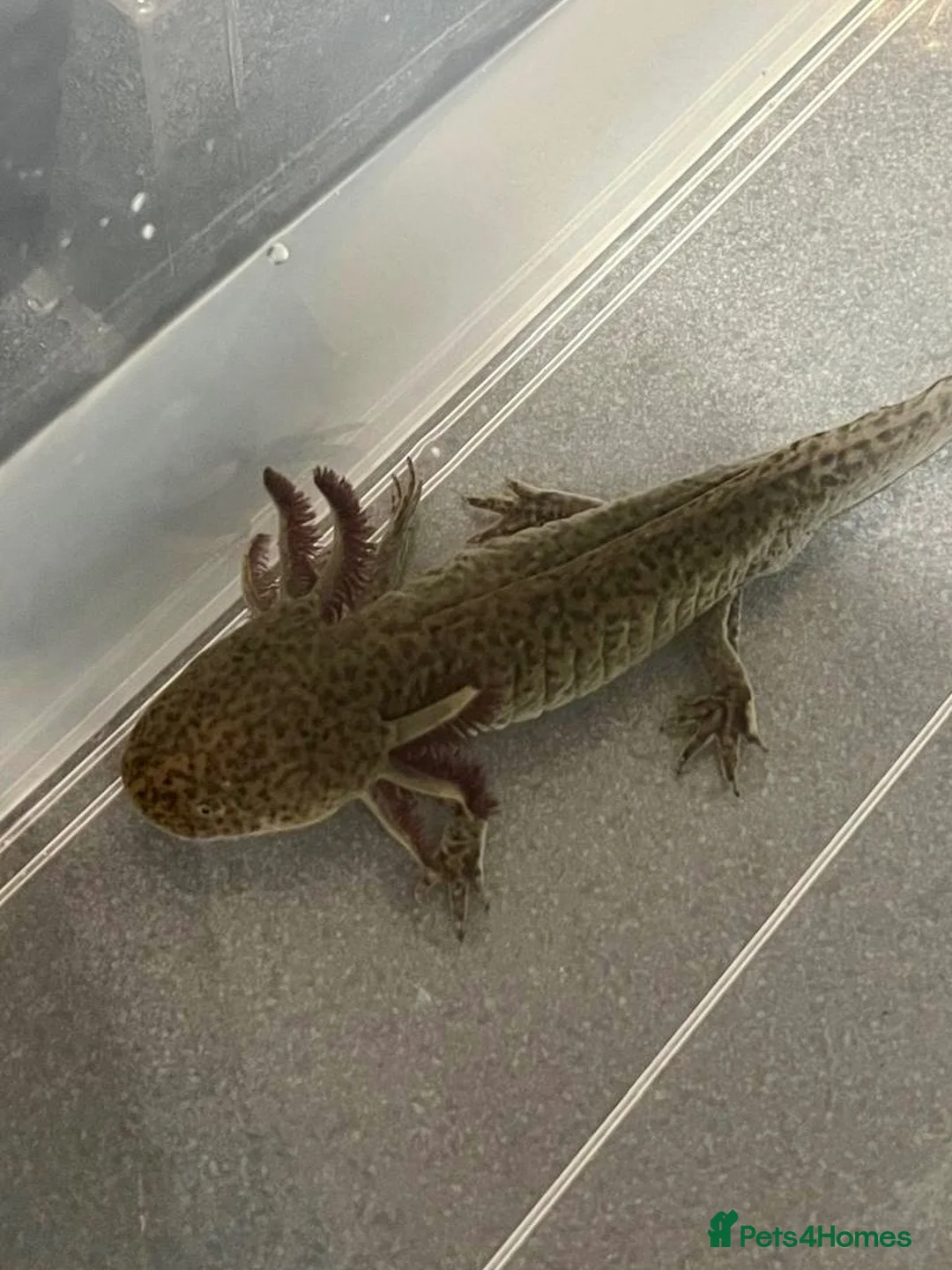Axolotl reptiles for sale: 2 Axolotls For Sale  - Advert 2