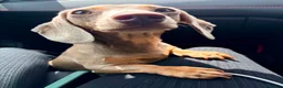 Miniature Dachshund dogs for sale: Looking for a permanent home  - Advert 2