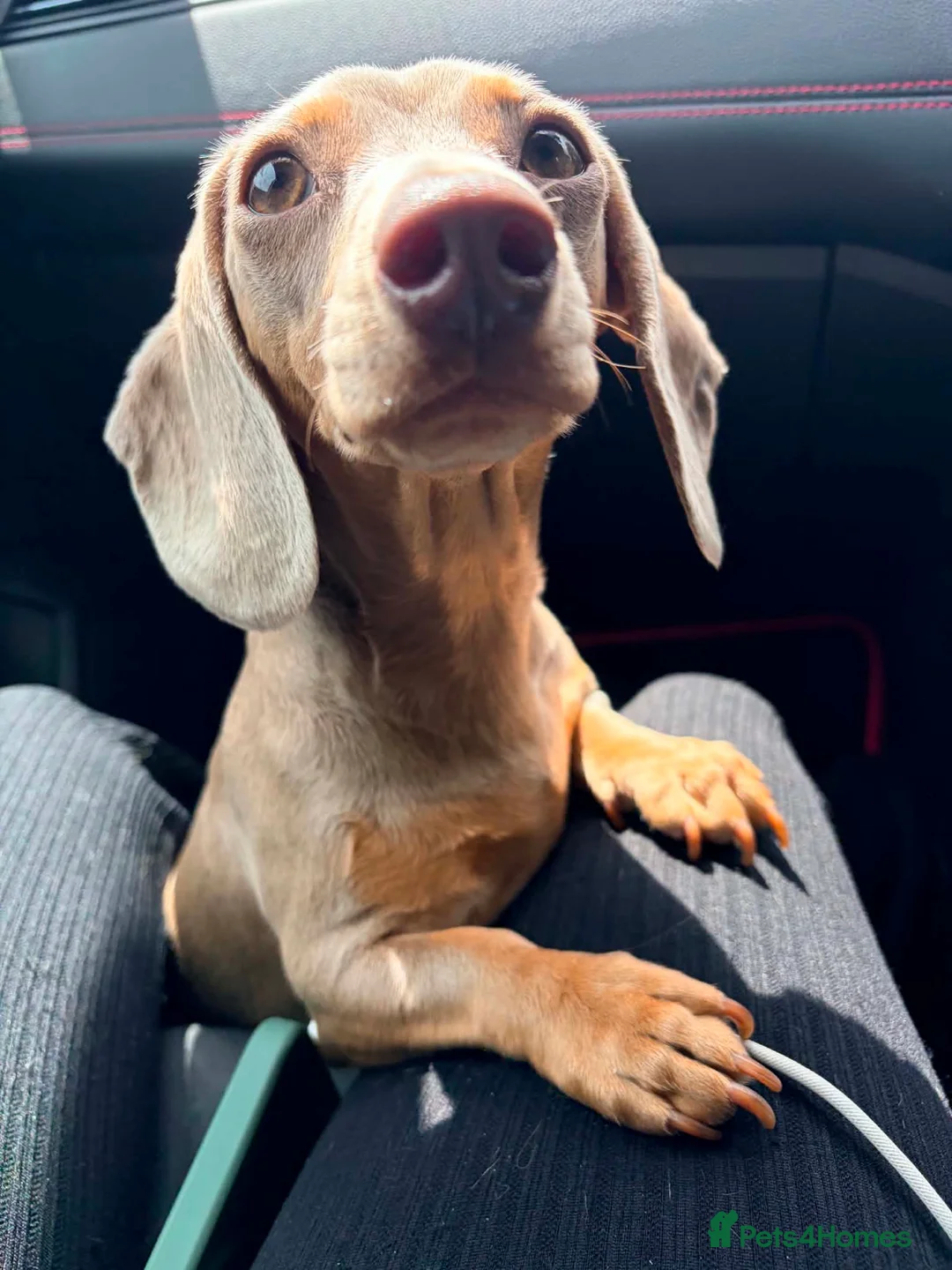 Miniature Dachshund dogs for sale: Looking for a permanent home  - Advert 2