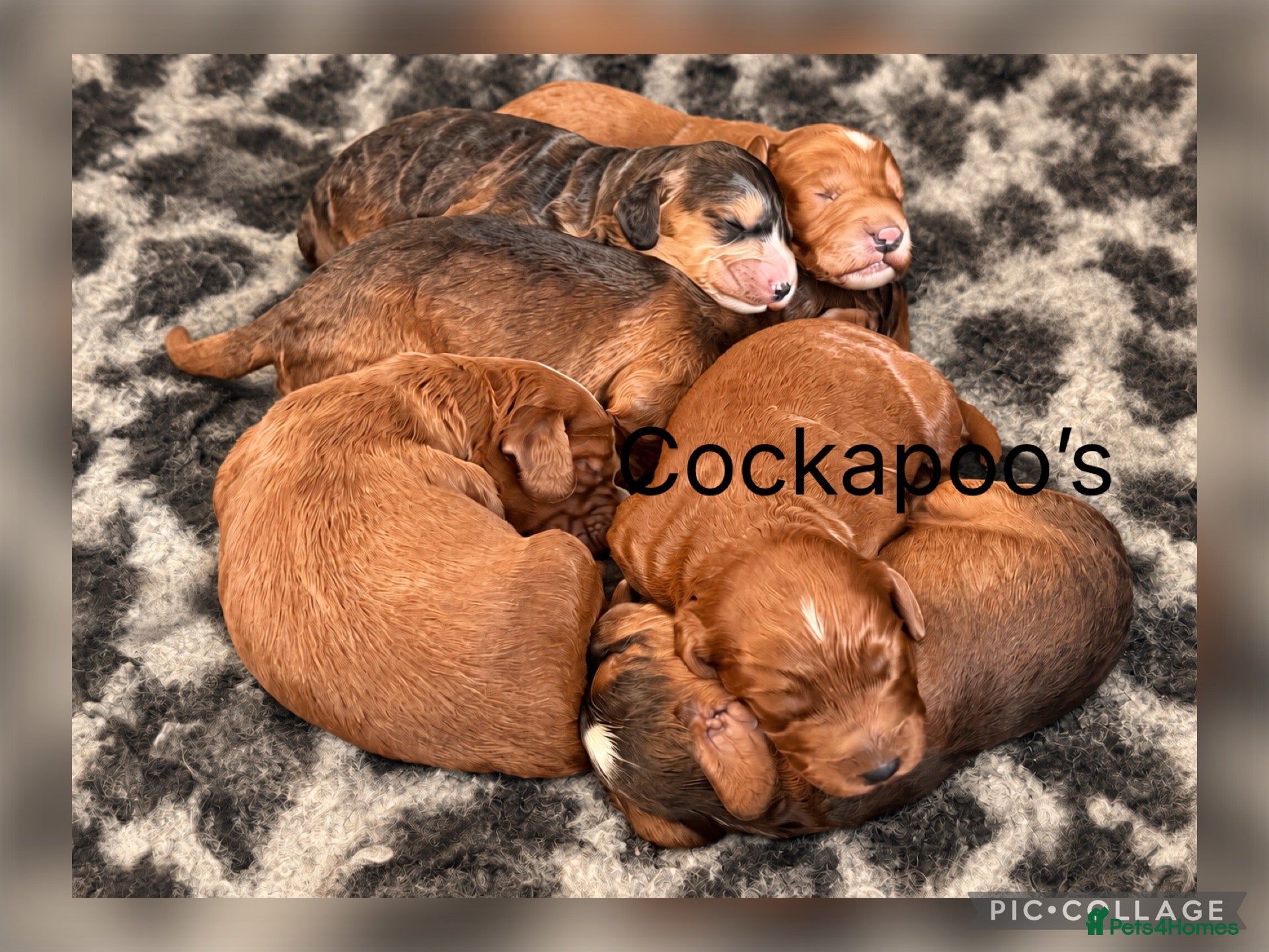 Cockapoo dogs Stunning red sable and red F1 Cockapoo’s - Advert 1