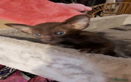 Oriental cats for sale: Full Pedigree Oriental 3 Kittens XL size ears GCCF - Image 5