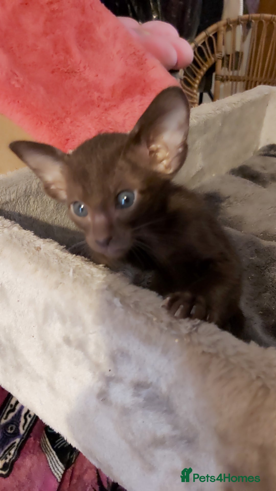 Oriental cats for sale: Full Pedigree Oriental 3 Kittens XL size ears GCCF - Image 5